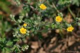 Potentilla argentea. Цветущее растение (вид сверху). Тульская обл., пос. Дубна, ниже ул. Толстого, суходольный луг. 03.06.2011.