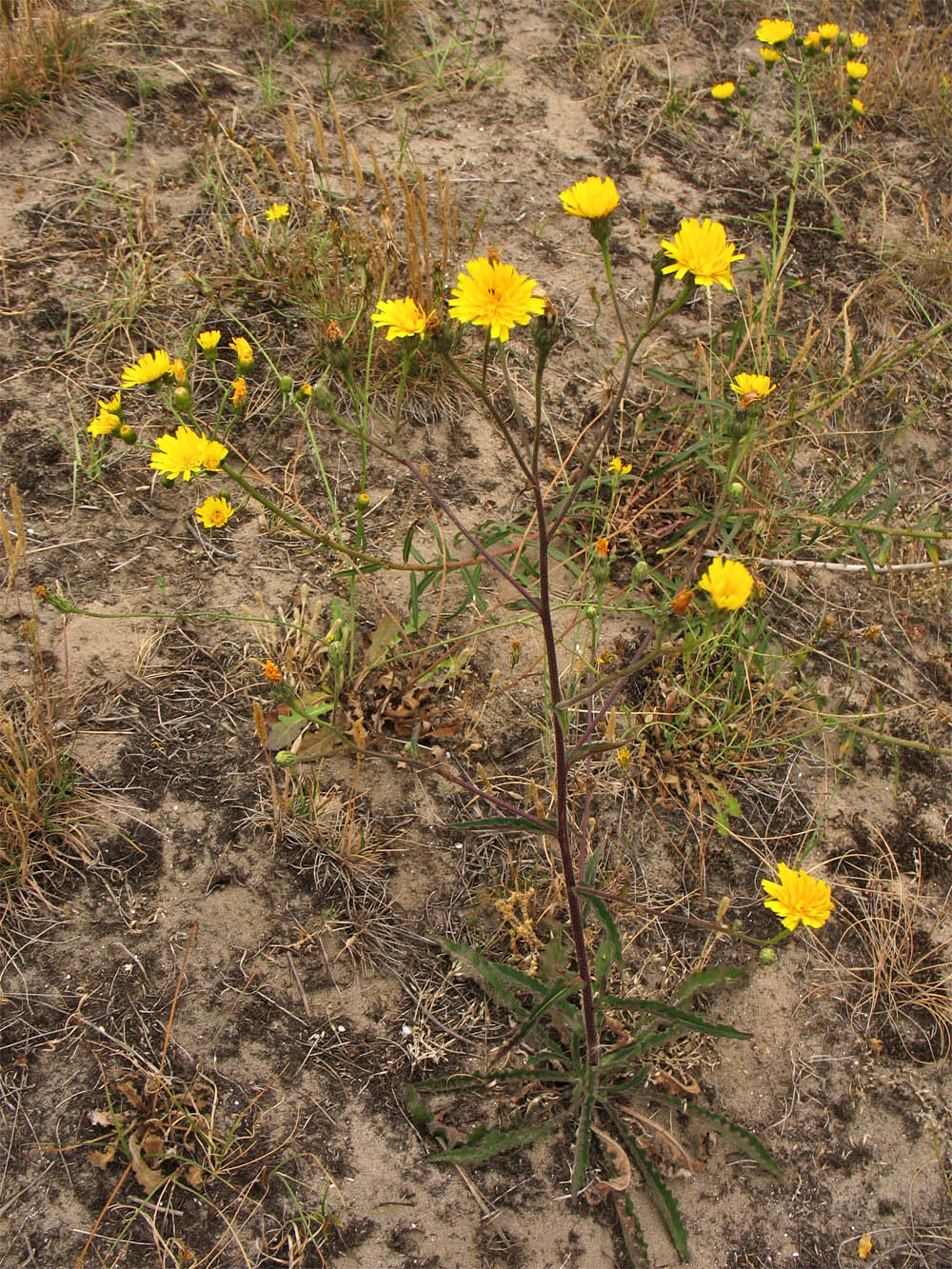 Image of Picris hieracioides specimen.