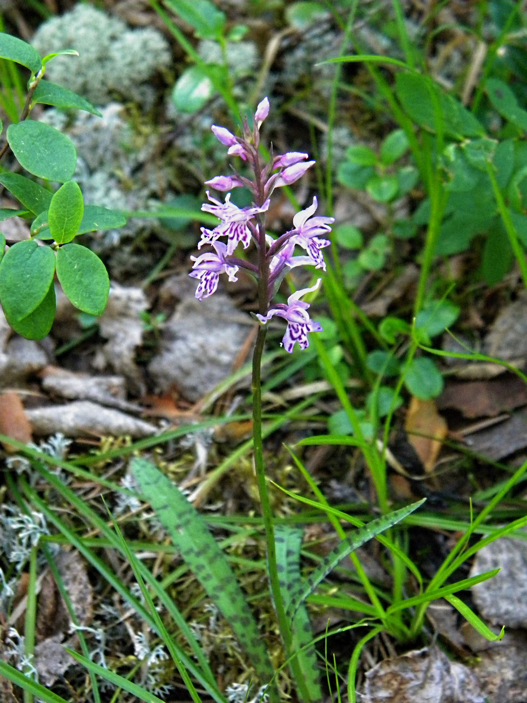Image of Dactylorhiza fuchsii specimen.