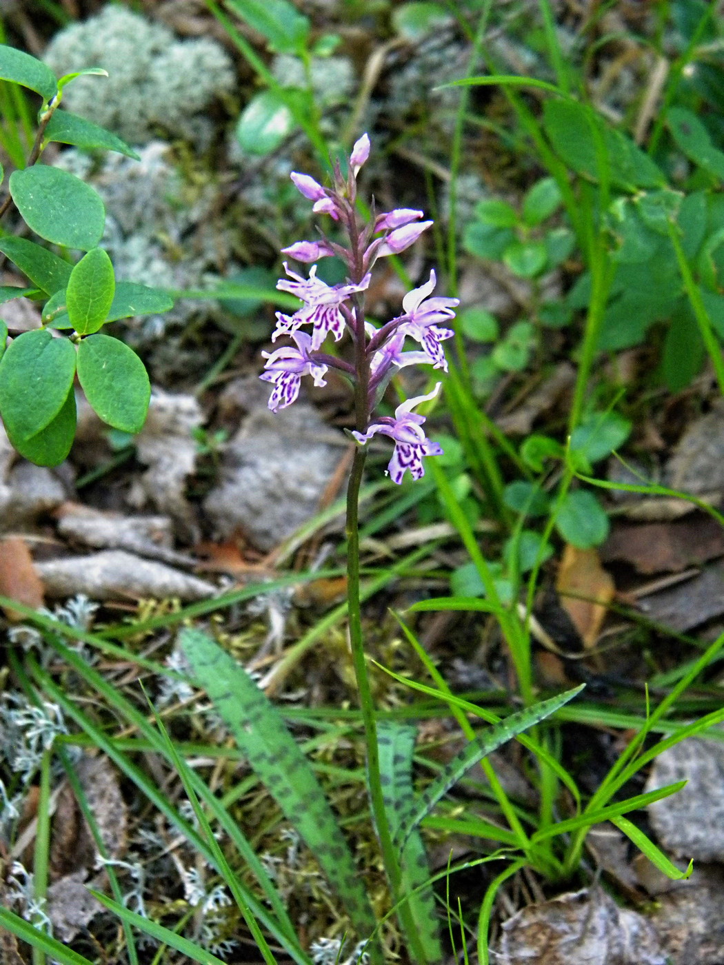 Изображение особи Dactylorhiza fuchsii.