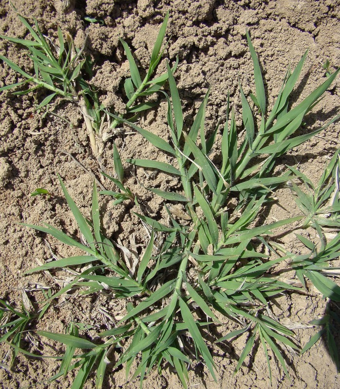 Image of Cynodon dactylon specimen.