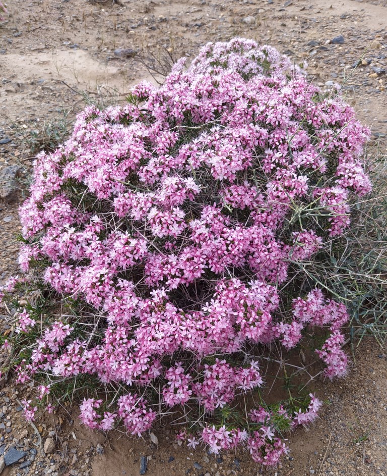 Изображение особи Acanthophyllum cyrtostegium.