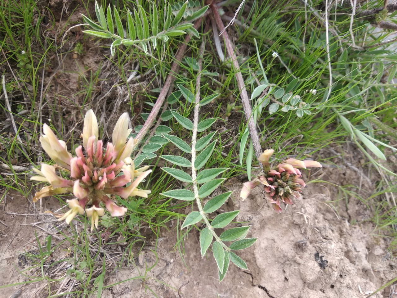 Изображение особи род Oxytropis.