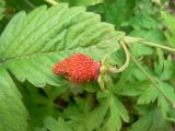 Fragaria orientalis. Плод. Хабаровский край, ст. Хехцир. 24.06.2013.