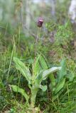 Cirsium heterophyllum. Расцветающее растение. Мурманская обл., Кандалакшский р-н, северный склон Ивановой горы, кустарничковый хвойный лес (Picea, Pinus) с участием Betula. 21.07.2020.