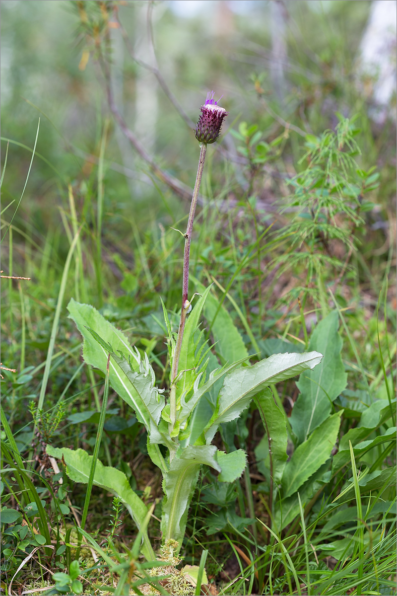 Image of Cirsium heterophyllum specimen.