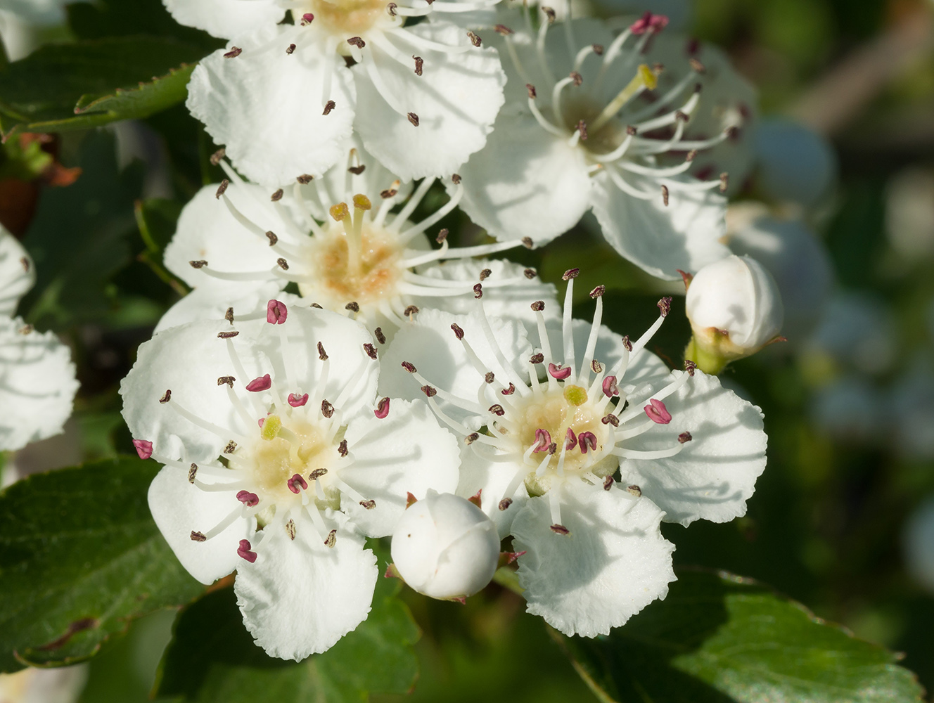 Image of Crataegus rhipidophylla specimen.