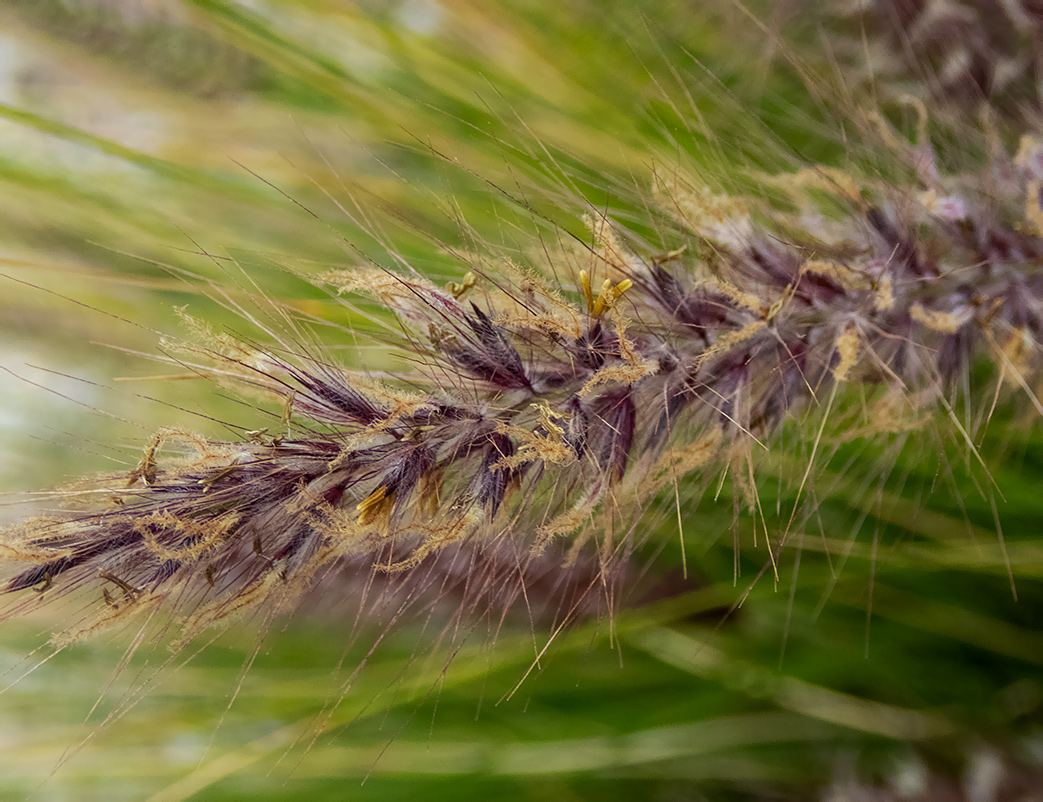 Изображение особи Pennisetum setaceum.