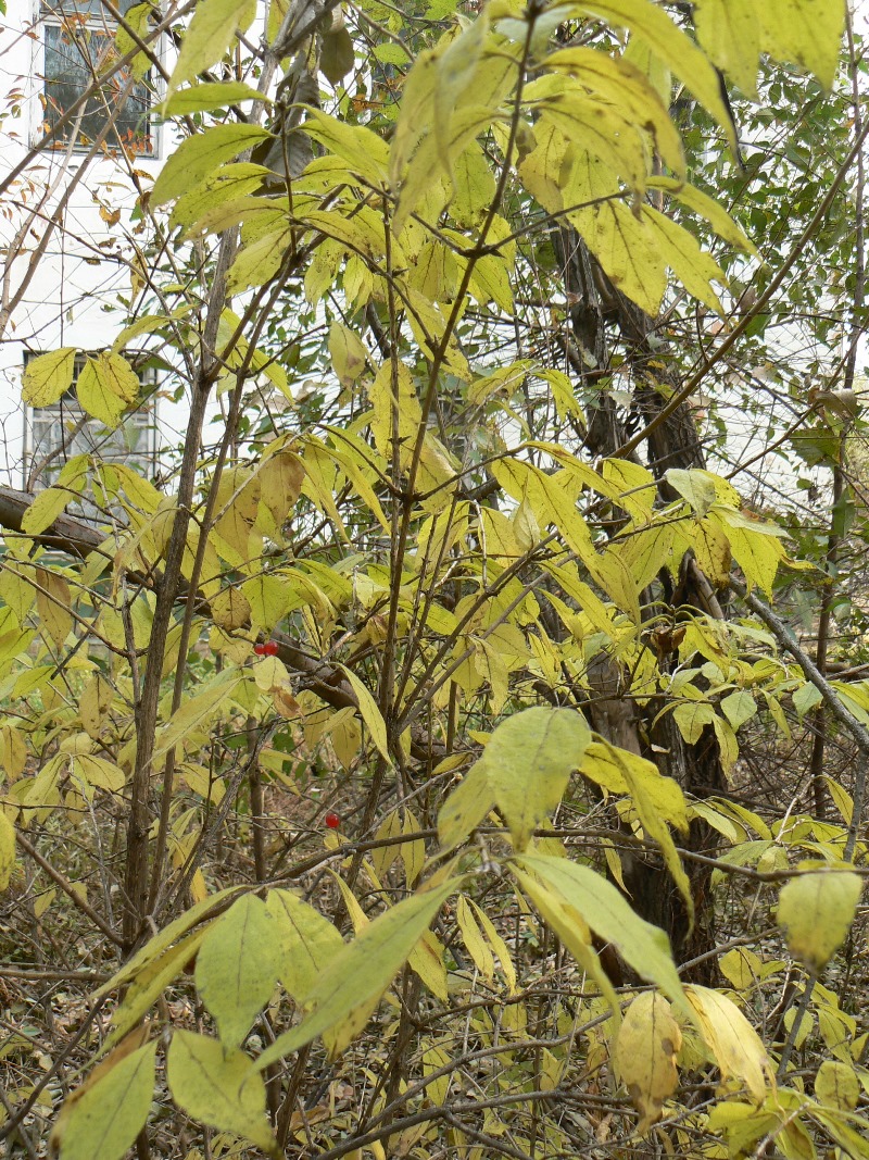 Image of Lonicera chrysantha specimen.