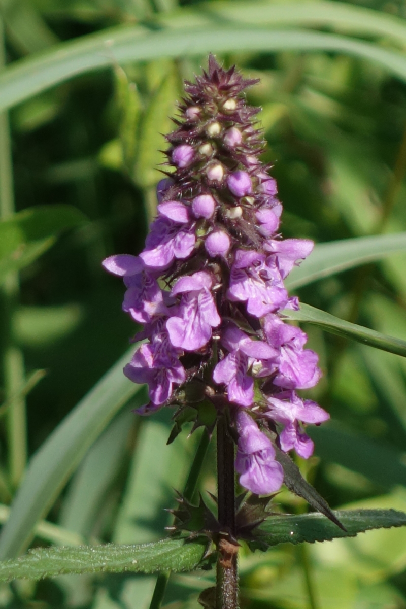 Image of Stachys palustris specimen.