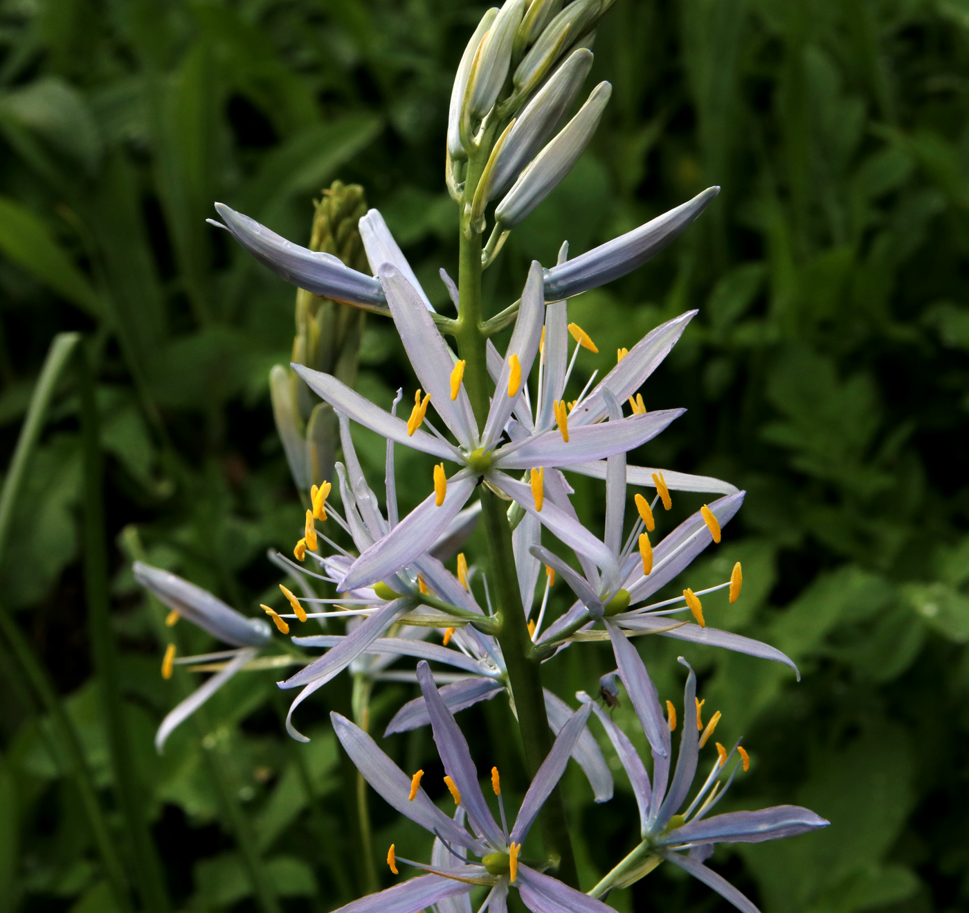 Изображение особи Camassia quamash.