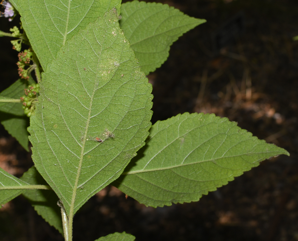 Image of Callicarpa americana specimen.