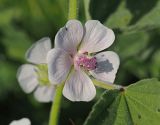 Althaea officinalis