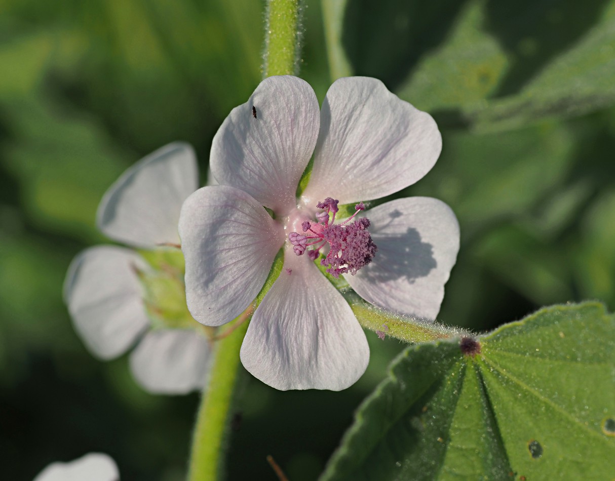 Изображение особи Althaea officinalis.