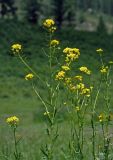 Sisymbrium loeselii. Верхушка побега с соцветиями. Алтай, Шебалинский р-н, окр. с. Шебалино, луг. 30.06.2021.