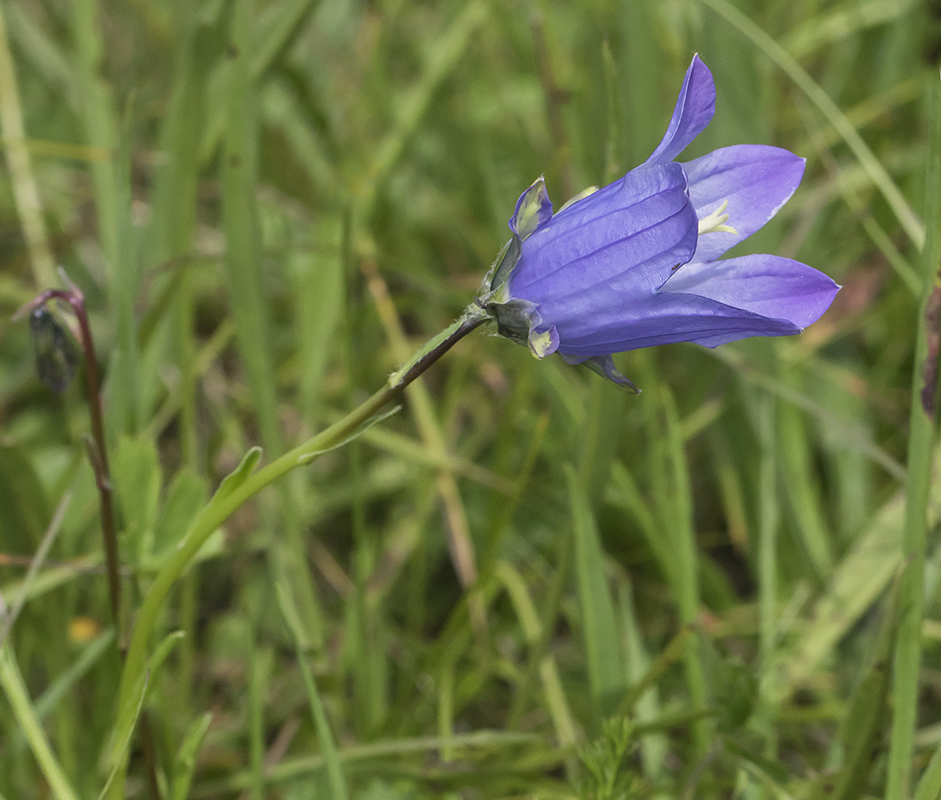 Изображение особи род Campanula.