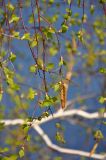 Betula pendula. Верхушка ветви с мужскими соцветиями. Самарская обл., Ставропольский р-н, окр. с. Жигули, Молодецкий курган, обрывистый склон. 03.05.2021.