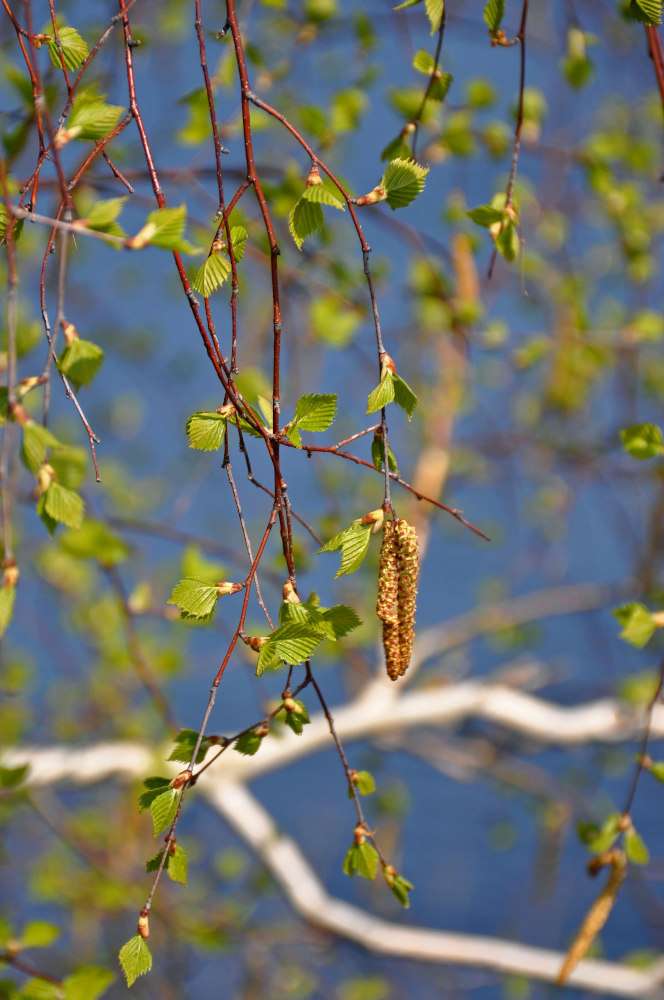 Изображение особи Betula pendula.