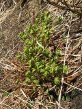 Dryopteris expansa. Разворачивающиеся вайи. Камчатский край, Елизовский район, природный парк \"Вулканы Камчатки\", кордон Авачинский перевал, 960 м н.у.м., ольховостланиковый участок, по склону ручья. 07.07.2010.