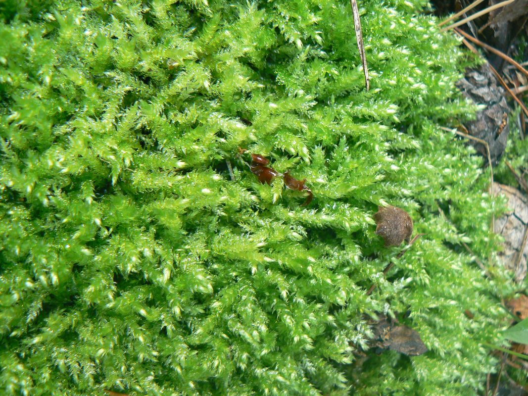 Image of Sciuro-hypnum oedipodium specimen.