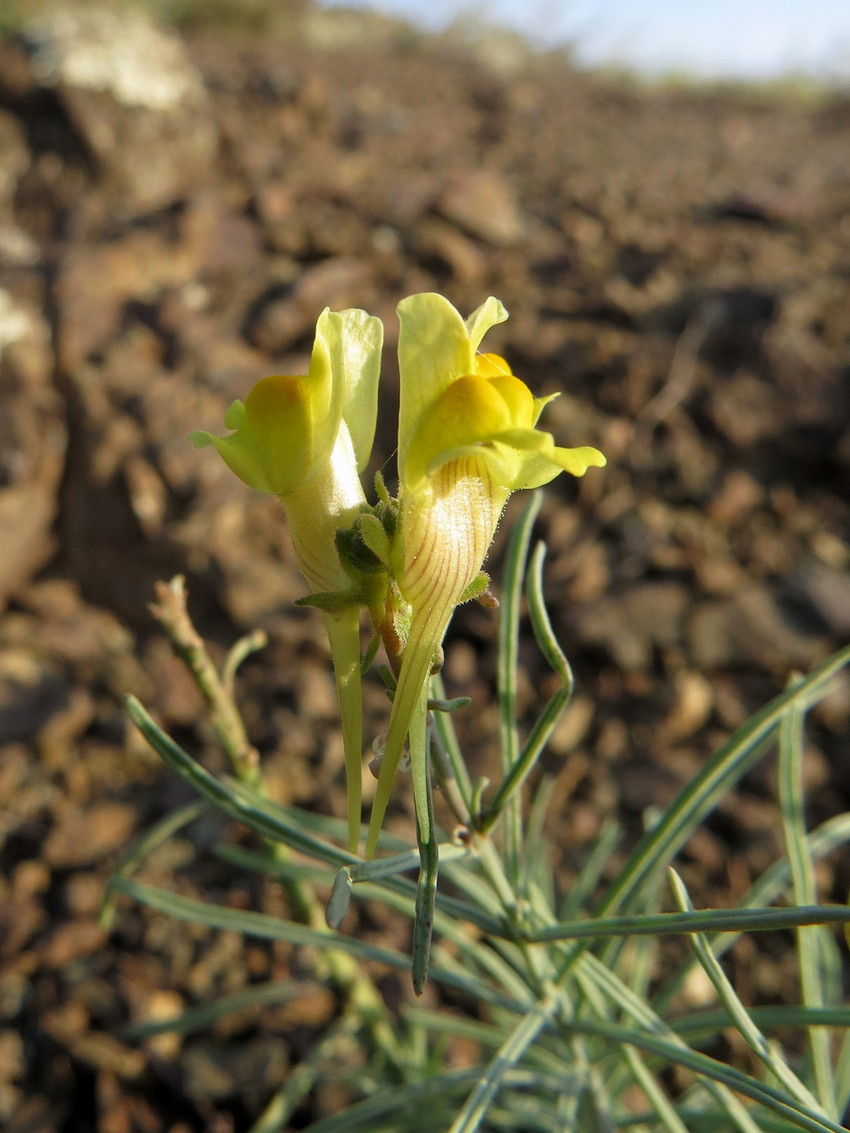 Изображение особи Linaria debilis.