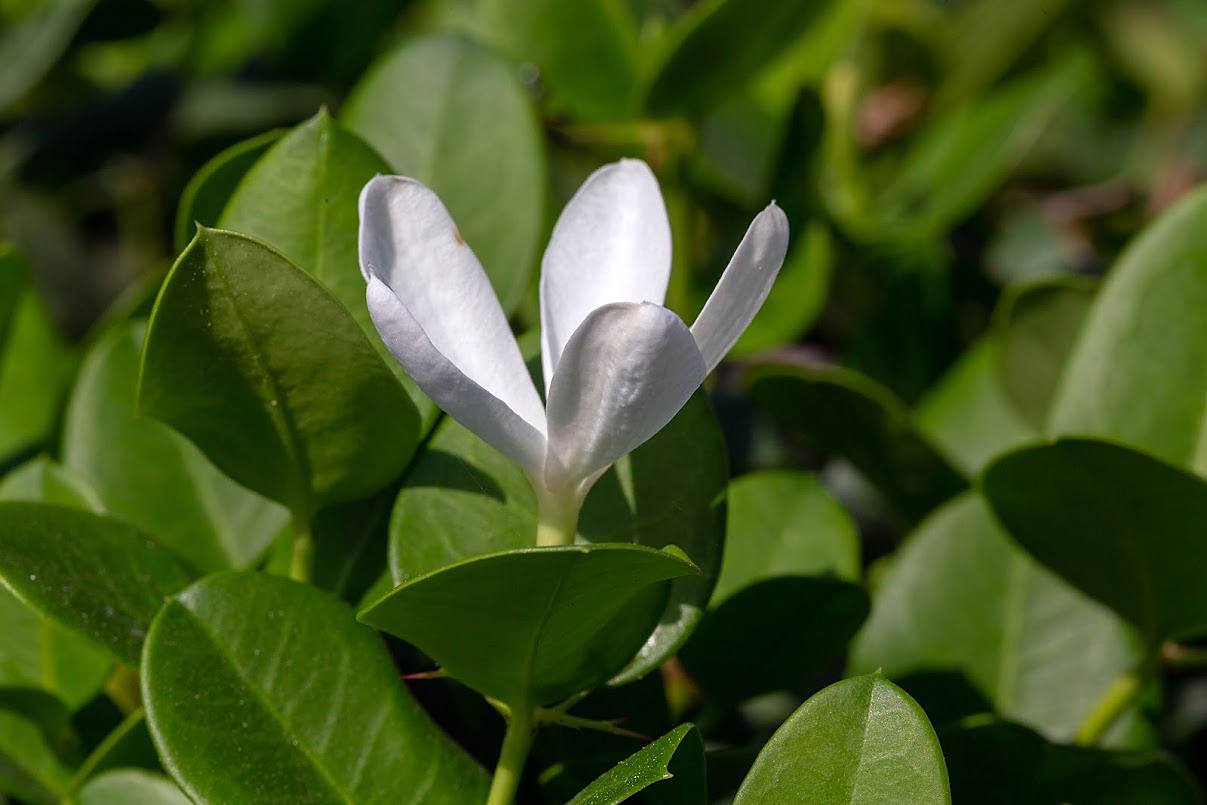 Image of Carissa macrocarpa specimen.