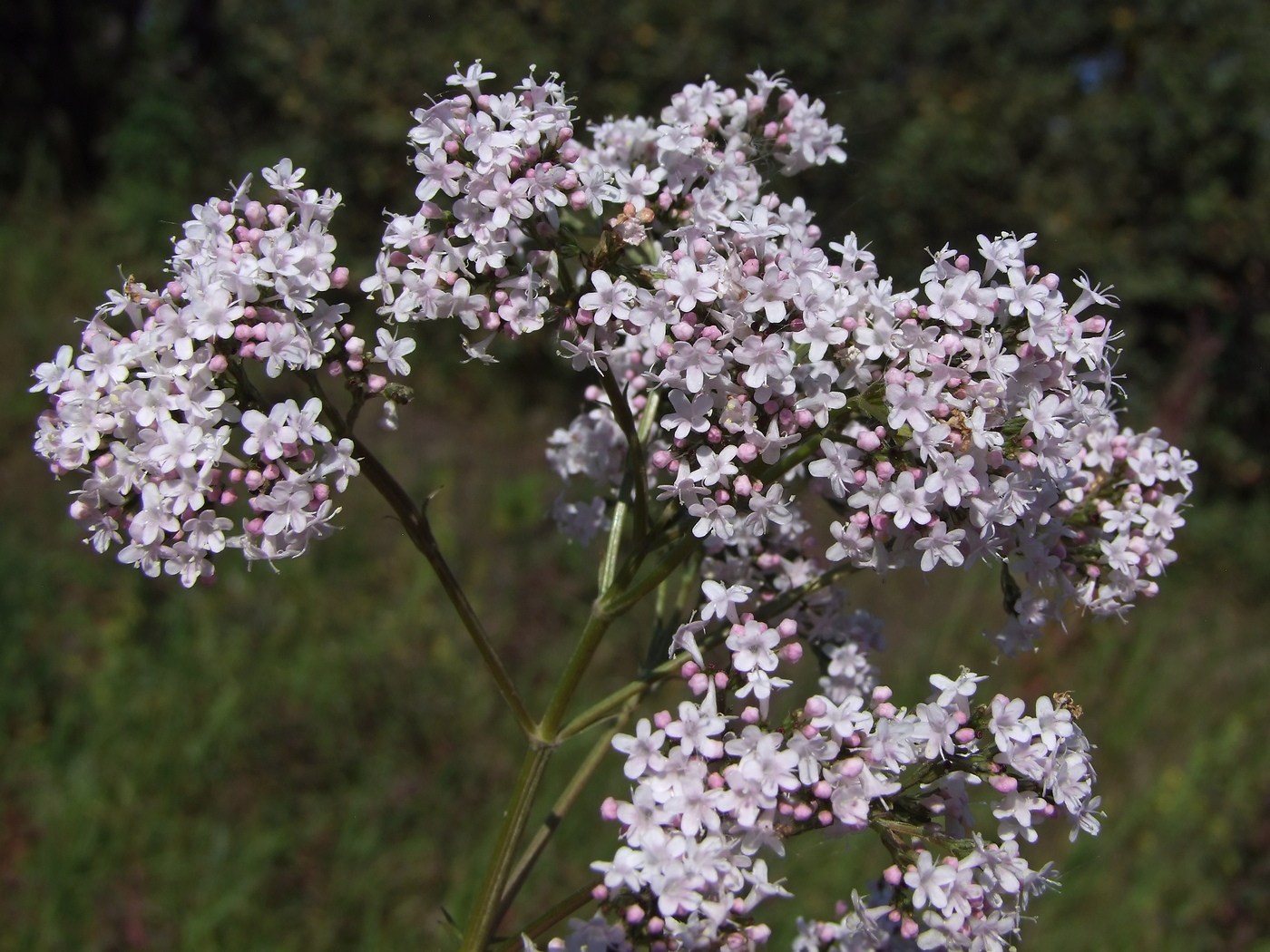 Изображение особи Valeriana transjenisensis.