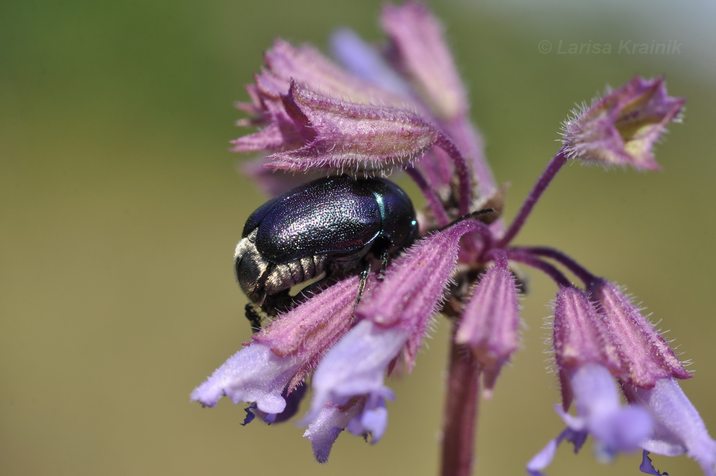 Image of Salvia verticillata specimen.