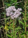 Eupatorium lindleyanum. Верхушка побега с соцветием. Приморье, окр. г. Находка, бухта Прогулочная, приморский луг. 05.08.2021.