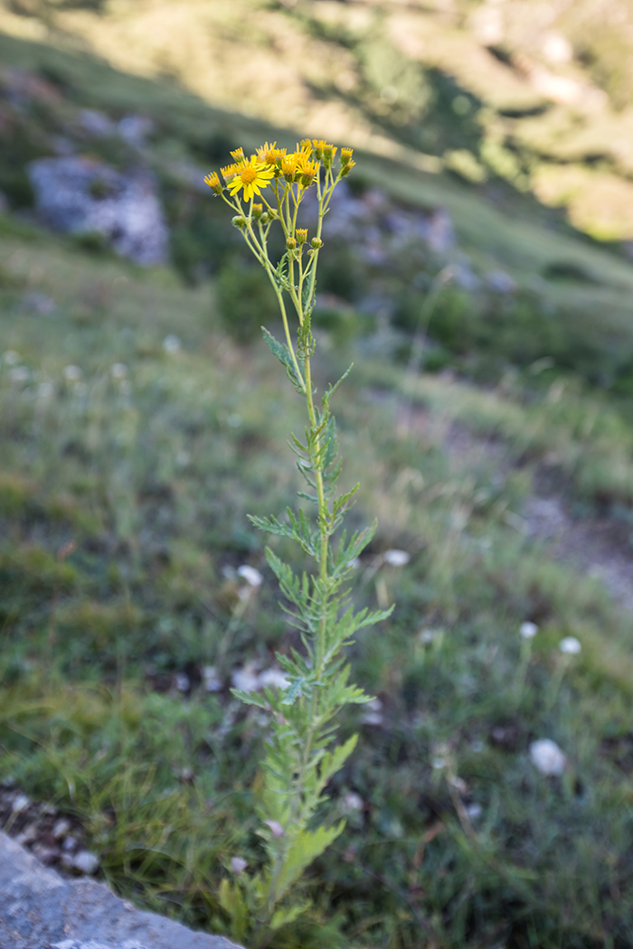 Изображение особи род Senecio.