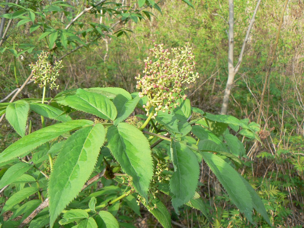 Изображение особи Sambucus racemosa.