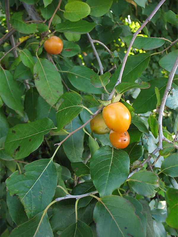 Image of Diospyros virginiana specimen.