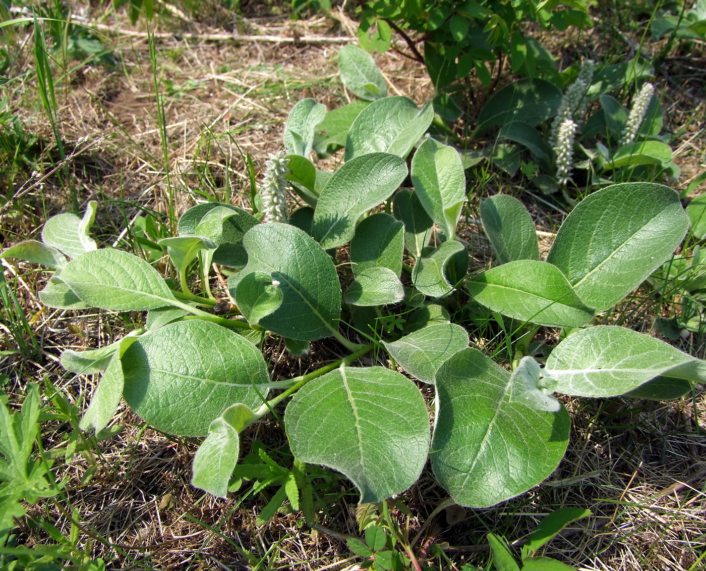Image of Salix crassijulis specimen.