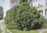 Pinus mugo