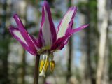 Erythronium sibiricum