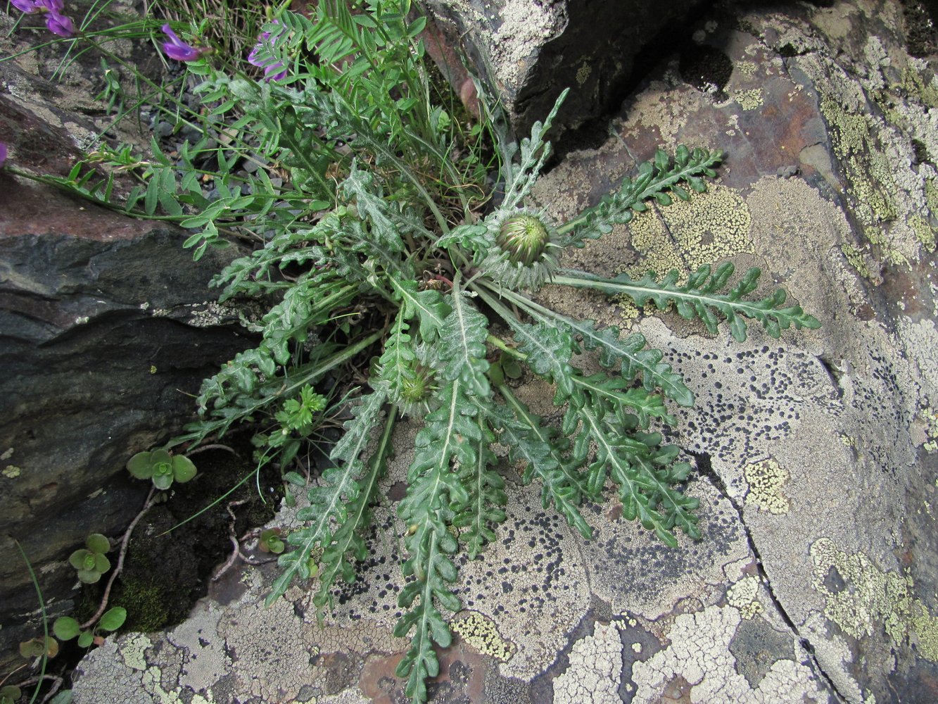 Image of Jurinea filicifolia specimen.