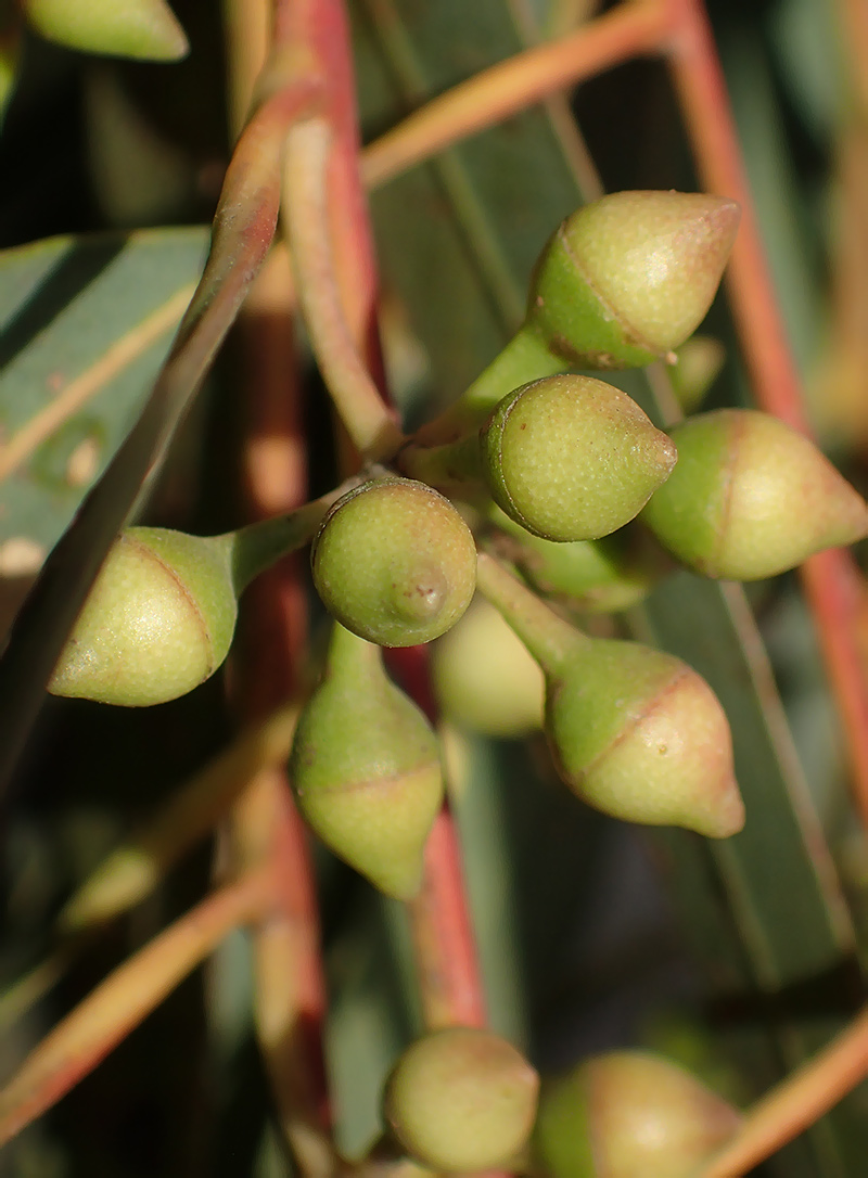 Image of Eucalyptus camaldulensis specimen.