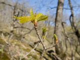 Quercus petraea. Веточка с молодыми листьями. Краснодарский край, м/о г. Новороссийск, гора Крымская-Долгая, склон южной экспозиции, дубово-буково-грабовый лес, на моховой подушке. 16.04.2022.