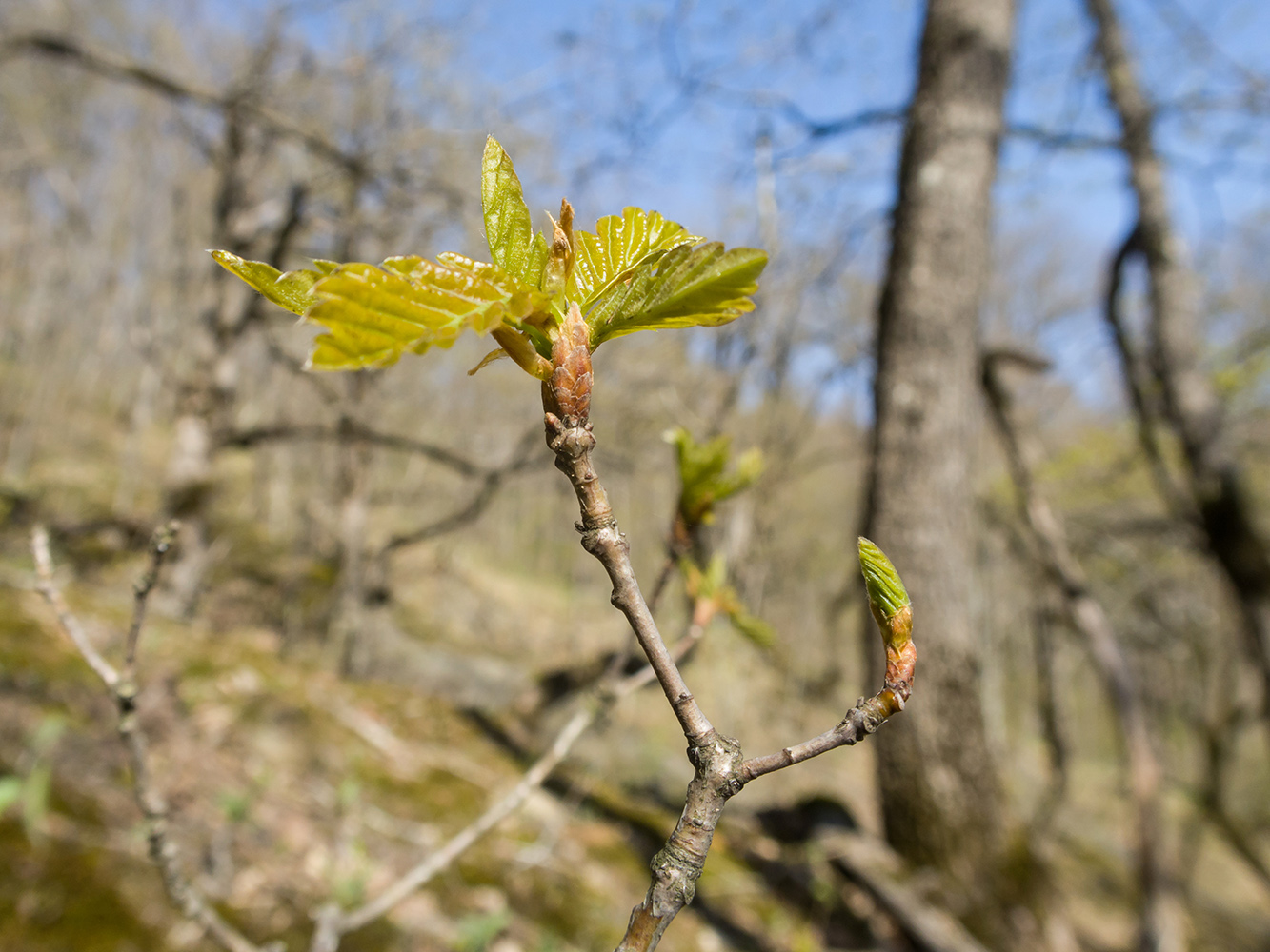 Изображение особи Quercus petraea.