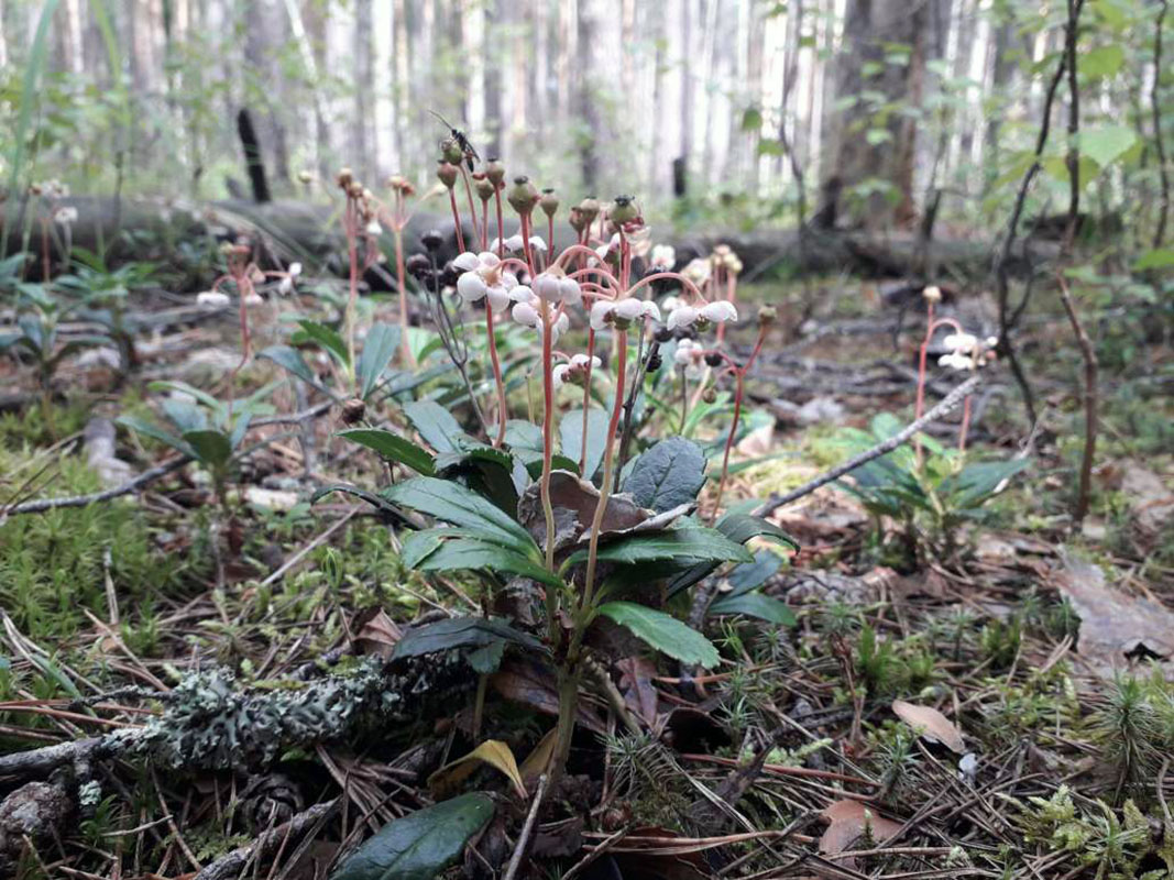 Изображение особи Chimaphila umbellata.