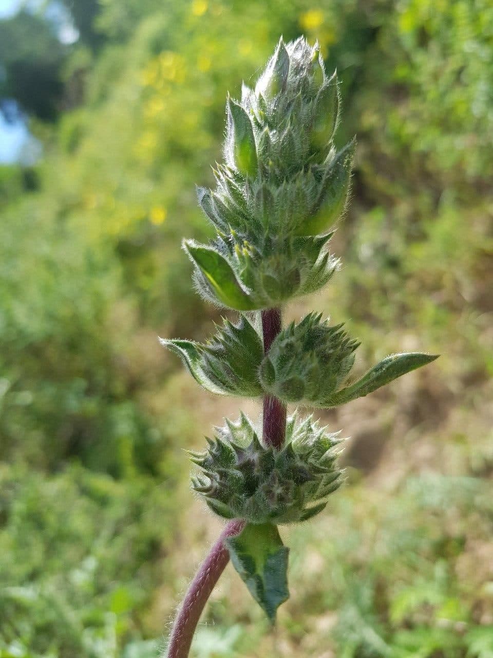 Image of Phlomoides ostrowskiana specimen.