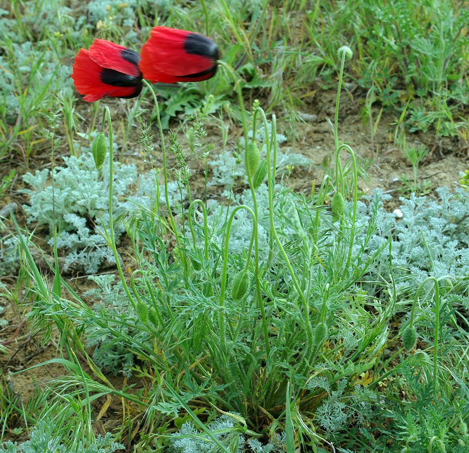 Изображение особи Papaver arenarium.