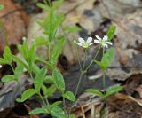 Moehringia lateriflora