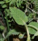 Symphytum brachycalyx
