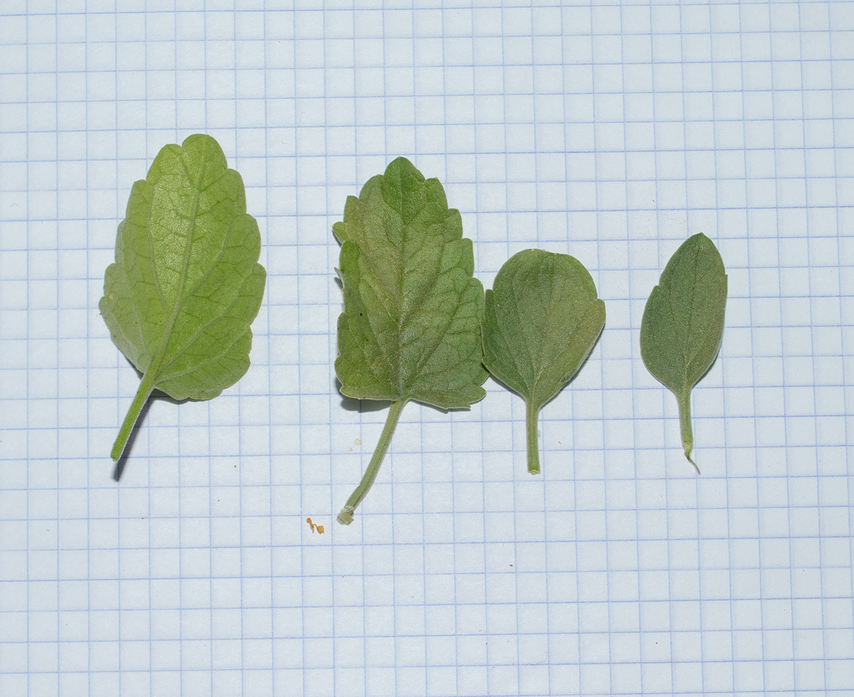 Image of Scutellaria brevibracteata specimen.