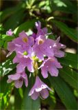 Rhododendron ponticum. Цветки. Абхазия, Гудаутский р-н, Мюссерский заповедник, широколиственный лес, обочина дороги. 16.05.2021.