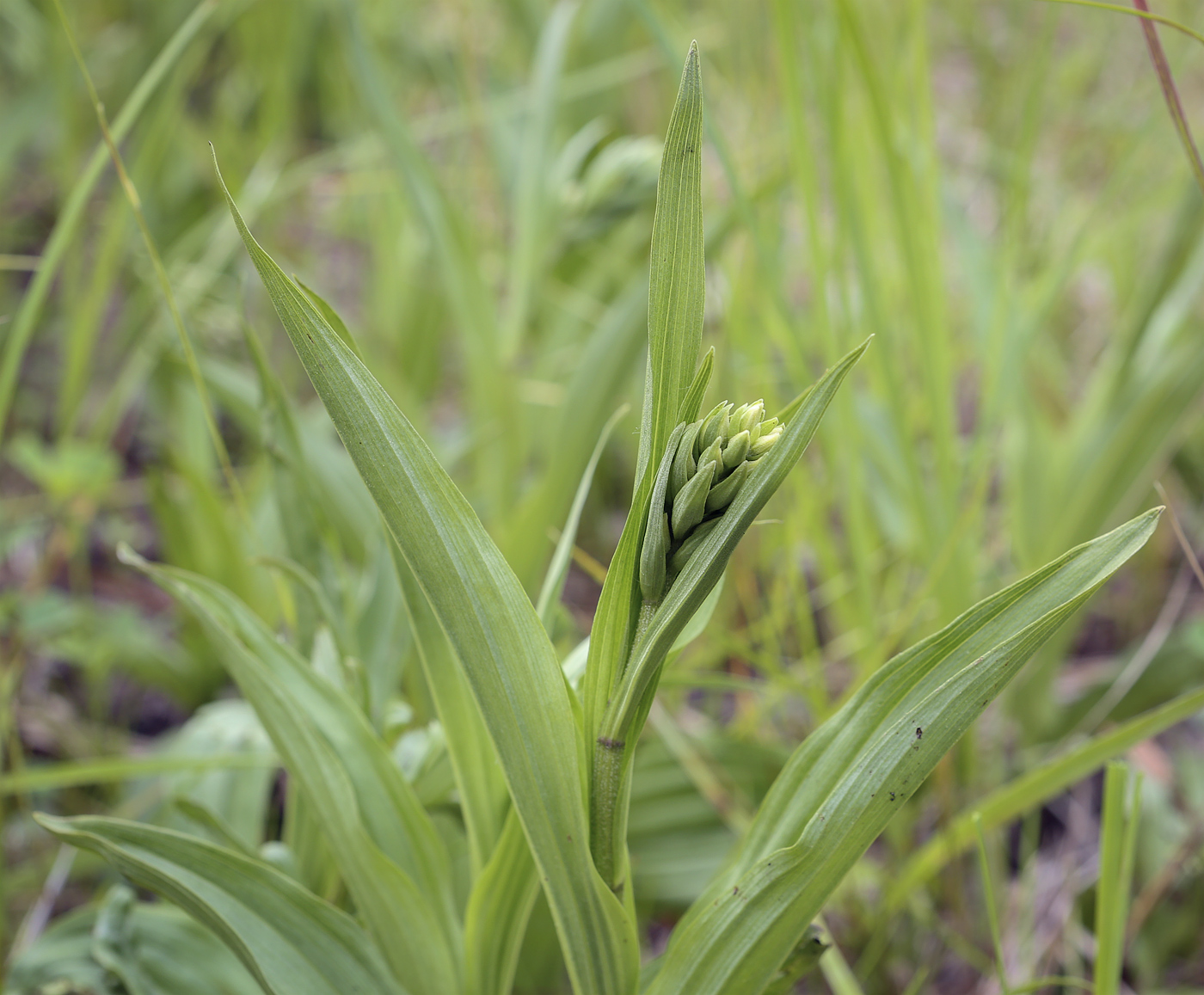Изображение особи Epipactis palustris.
