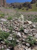 Eremurus lactiflorus