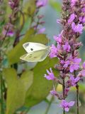 Lythrum salicaria