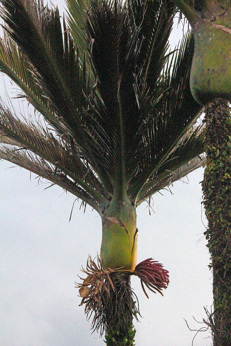 Image of Rhopalostylis sapida specimen.